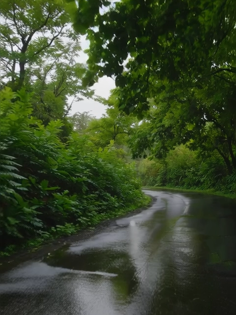 #aesthetic #vibe #nature #rain