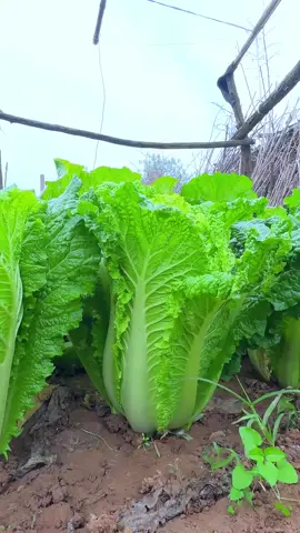 Yuk, tanam sawi sendiri di rumah! 🌱 Panennya melimpah, sayurannya segar, dan pastinya sehat. Dapatkan benih sawi unggulan sekarang dan rasakan sensasi menanam yang menyenangkan! 💚 . . . #sawi #benih #kebunsayur #fyp #foryou #foryoupage 