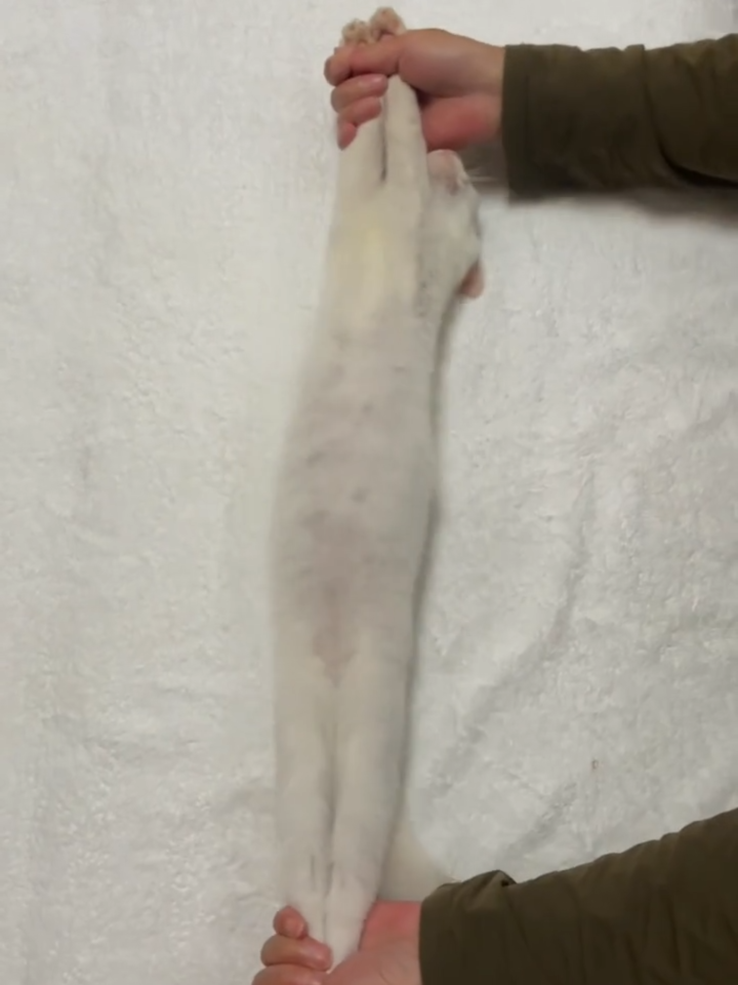 When your cat turns into homemade pasta dough 🍝🐱 #kitten #catlovers #fyp