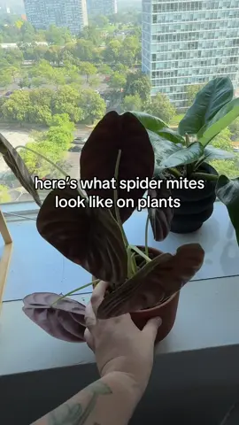 I hate spider mites with a passion. 🤮 Trying to decide if this ole girls get one more try, but I’m lowkey fed up. #plant #plantsoftiktok #plantshop #plants #PlantTok #plantsmakepeoplehappy #plantmom #plantstuff 
