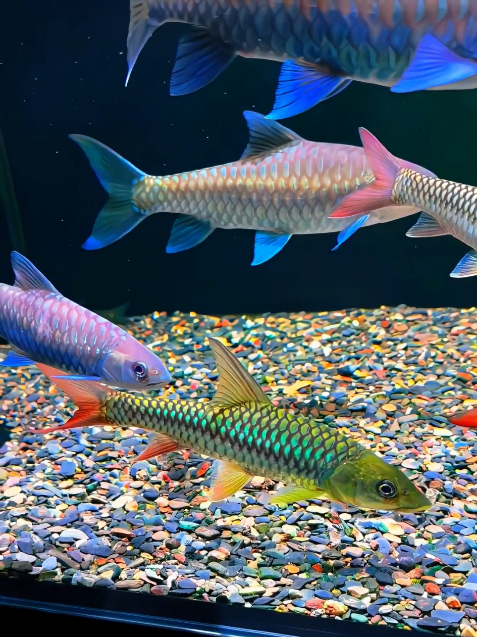 Ikan langka yang menghadirkan nuansa eksotis di setiap sudut aquarium💥 #hoby #ikanhias #aquarium #fishtank #predatorfish #ikanpredator #filteraquarium #aquascape  #mahseer 