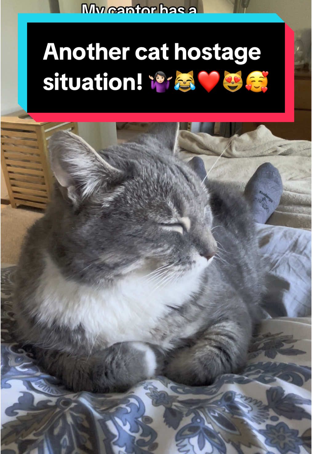 #Beans #clearly #loves #her #position #of #power #over #me #😹 #fyp #cat #hostage #purr #catsoftiktok
