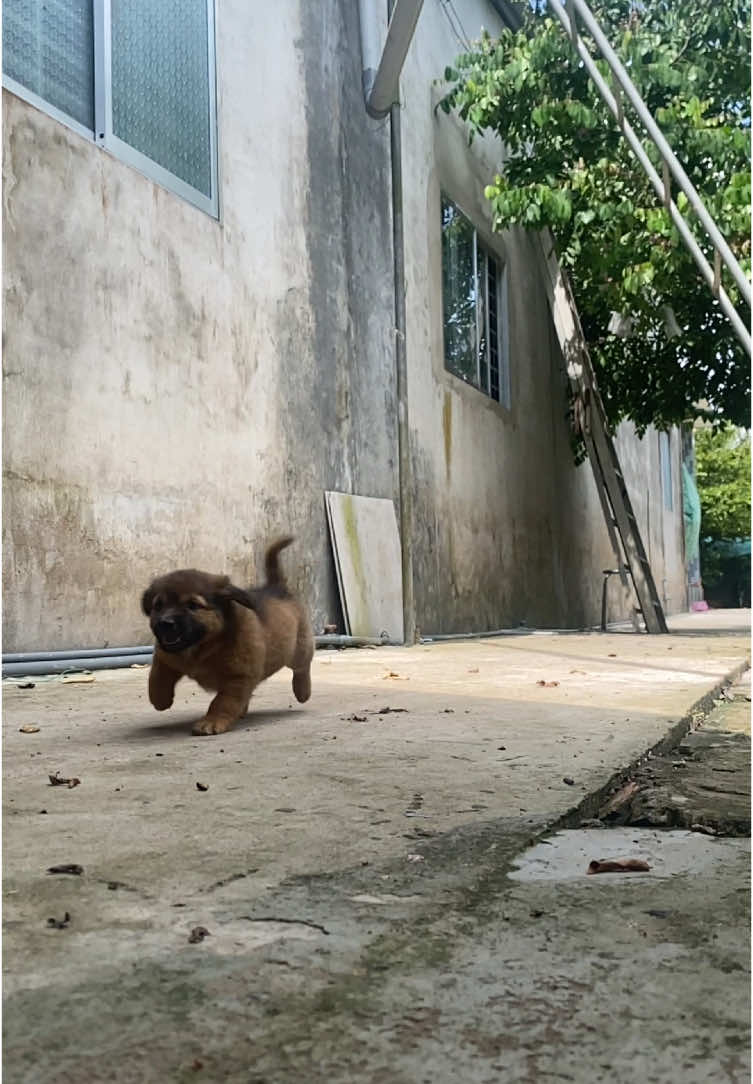 Đây là video cuối cùng của bé mập, hiện tại bé bị bắt mất rồi cả nhà. Em cảm ơn mọi nguời đã quan tâm bé, em để đây làm kỉ niệm cho bé ❤️‍🩹 #dogcute #xuhuong #dog #chó 