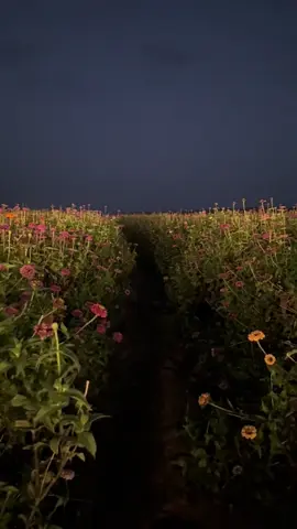 #حايل #محمية_الديدحان #اكسبلور 