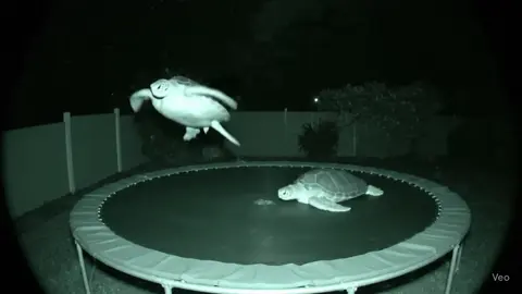 Can you believe this? #fyp#turtles#trampoline #ai #eerie 