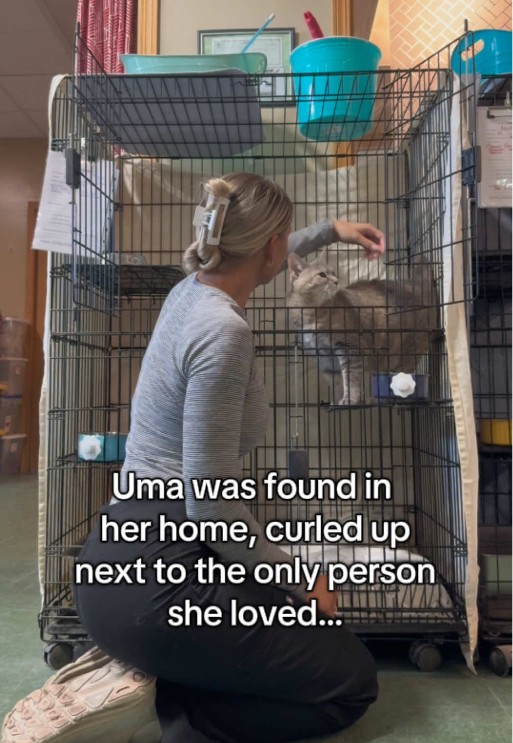 Uma’s story is truly beyond heartbreaking. Everyday I look at her I crumble because I can only imagine how confused and scared she was being all alone without her owner. If you are interested in adopting Uma please submit an adoption application at nawsus.org and please feel free to comment or message me if you have any questions about her. I’m sending you guys all of my love, let’s find this girl her forever home. 🥹🫂🤍 #adopt #adoptdontshop #cat #catsoftiktok #seniorcat #animalshelter #fostercat 