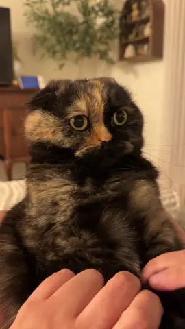 2 years later and Cleo is still Happy… and she knows it 😹👏🏻#happyandyouknowit #singingcat #catsoftiktok #cleo