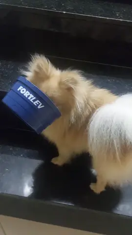 Lordin já garantiu a caixa d’água dele. #fortlev 