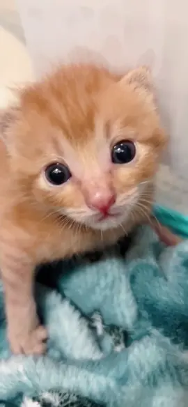 Kisses, Mimi.#fyp#kittensoftiktok#cutekitten#catlover#toocute#catvideo#kitty#babykitten#kitten#cutecat#catlover#foru