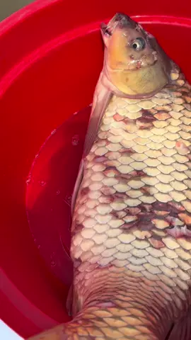 Hữu duyên cứu mạng bạn chép trứng gần 10kg , hoan hỉ hoan hỉ 🙏🙏🙏