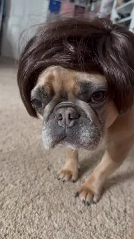 Daisy has a bob❤️🥹😂 #funny #fyp 
