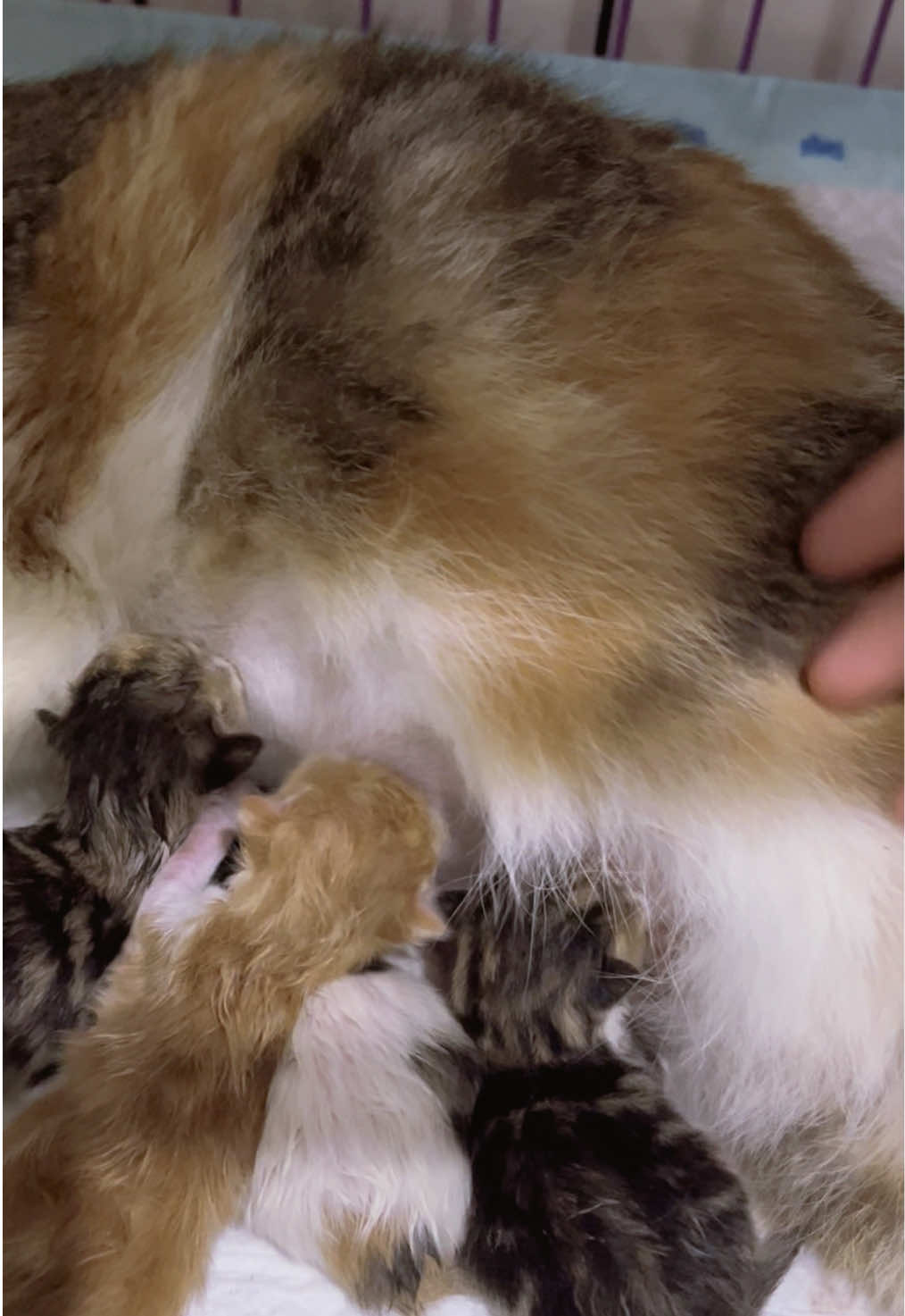 gived birth #kucing #kucingmelahirkan #kucinglucu #kucingexo #kucingpesek #kucinggemoy 