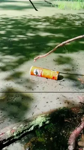 Ep 364 - Bushcraft survival Skills Food in the Wild. #bushcraft #survival #Outdoors #forest #camping