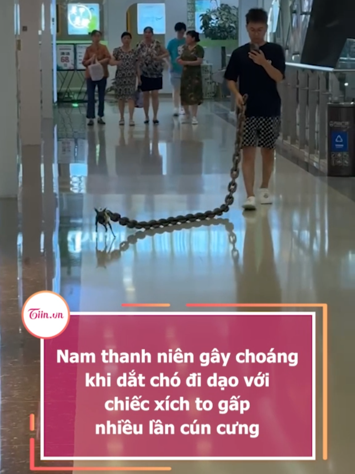 Nam thanh niên gây choáng khi dắt chó đi dạo với chiếc xích to gấp nhiều lần cún cưng #tiinnews