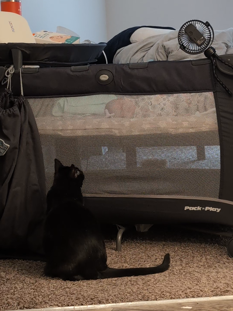 Shadow is almost as interested in the space under the pack n play as she is in the baby 😅 #catsoftiktok #catandbaby #blackcatsoftiktok #blackcats #blackcatenergy #LIVEIncentiveProgram #LIVEStory #PaidPartnership 