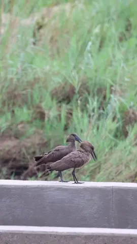 #wildanimals #mereymaking#birds#hummerbirds#foryou#tiktokkenya#