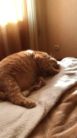#сміх #котики 