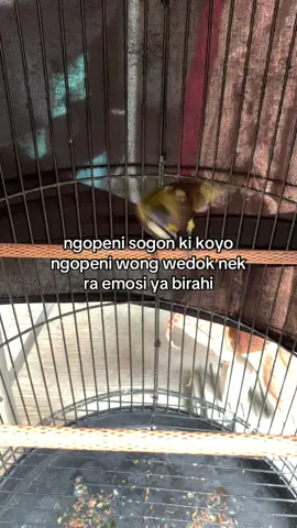 angel le angel #kicaumania #sogonmaniaindonesia #fyp #viral 
