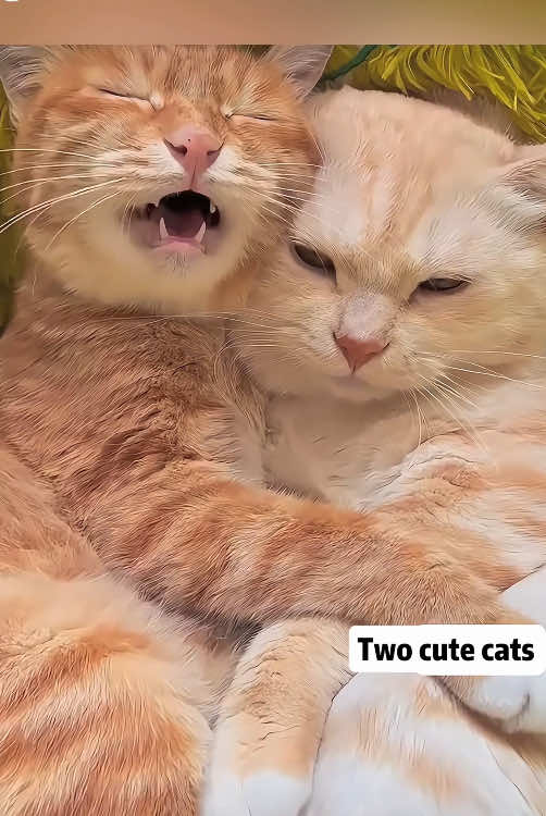 The daily life of two cats🐈🐱😂🤣#funny ##funnyvideos #foryou #tiktok #usa🇺🇸 #funnypets#cat#foryoupage #laugh 