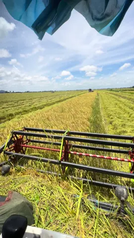 3 cây 45 cg rĩa long.nx🥱🥴#xhuongtiktok #dc105บ้าพลัง 