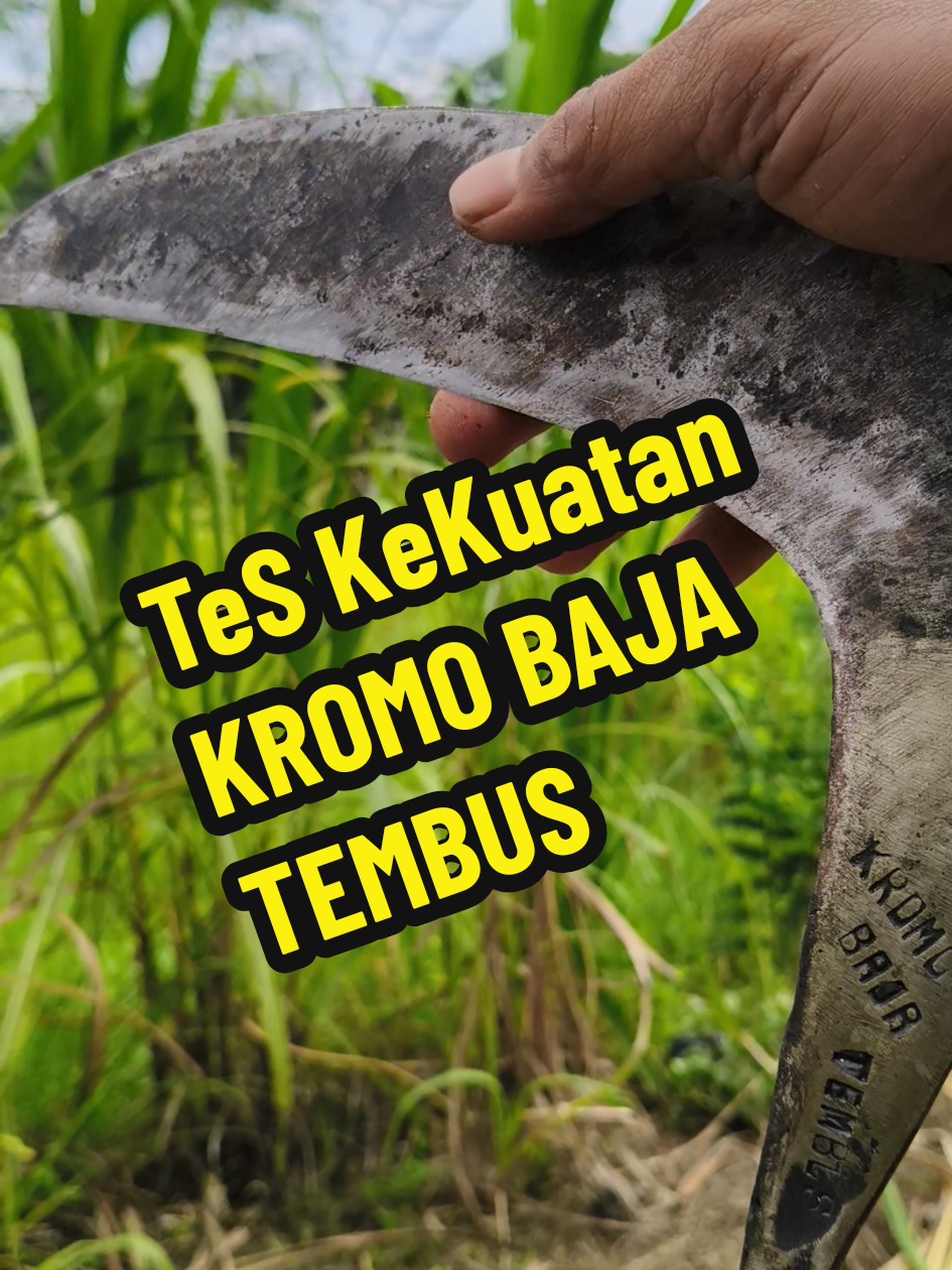 Membalas @dzakyqila1  kromo baja tembus baja isen lapis dua baja isen lapis 2  Arit rumput Arit padi sobat ngarit wajib banget punya alat ini lebih enak dipakai  arit ranting arit semi rambanan tes arit kolonjono tes arit baja isen #arit #ngaritsukettttt #sobatngaret #aritrumput #aritpadi 