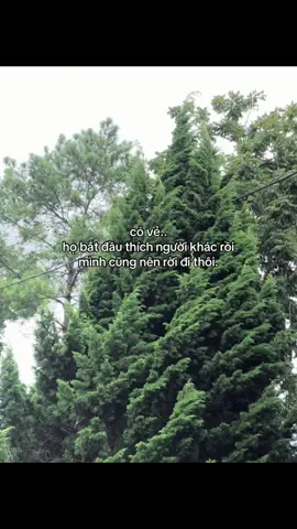 có vẻ..