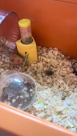Yummy yummy 😋😋😋 #hamsters 