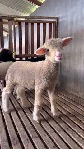 Hasil kebun sendiri 🐑 #CapCut #dombamoreno #dombalucu  #peternakmuda 