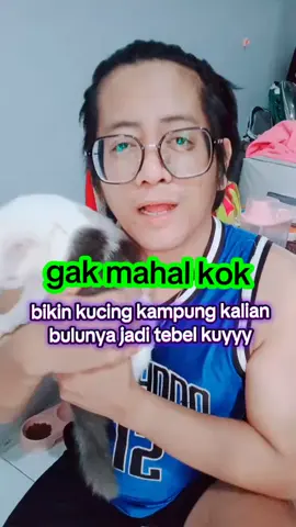 gak mahal kok, bikin kucing kampung bulunya jadi tebel tuh gak mustahil loh #fishoil #minyakikan #minyakikankucing #vitaminkucing #holycatlabs #perawatanbulukucing #vitaminbulukucing 