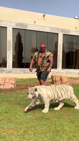 #wildlife #tiger #whitetiger #fyp #viral 