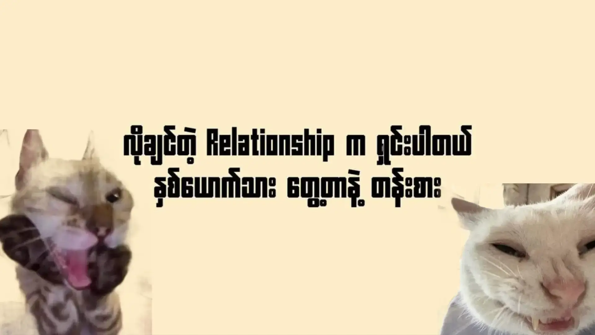 #viewတေရှယ်ကျ #ရီသောသူအသက်ရှည် #ဘာမှမရေးတော့ပါဘူး🤡 #မင်းတို့ပေးမှ❤ရမဲ့သူပါကွာ #respect #like #fyppppppppppppppppppppppp #catlover 