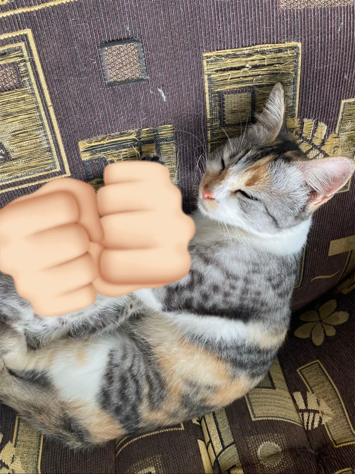 🤏 #catlover #kucinglucu #fy #fypage 