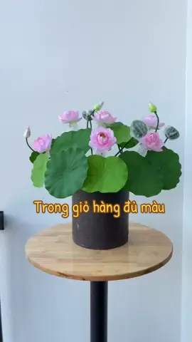 Đẹp quá phải quay luôn mn ơi #sen #hoasen #hoagia #hoalua #hoanhoalua 