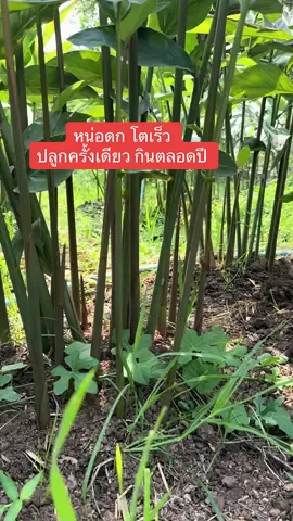 ปลูกครั้งเดียว หน่อดกมาก #หน่อข่า #พันธุ์ข่าด่างยักษ์ #พันธุ์ข่าด่างยักษ์ #ปลูกข่า 