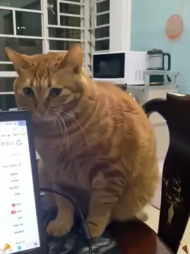 Fake Moves & Innocent Eyes+) : What are you staring at me for?It's not me😂#funnyvideos #cat #tiktokcat #foryou #lovecat #catcomedy #america #funnycat 
