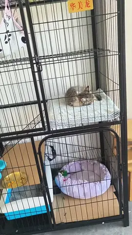 Lồng mèo kệ dồ dễ lắp dặt có thể dể dồ tạp hoá.#fyp #pet #cutecat #funnycat #petcage #cathouse #cat 