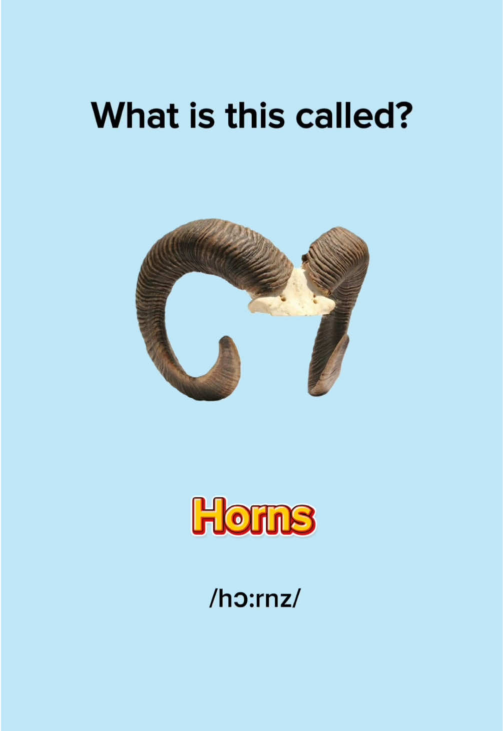 Animal Body Parts in English #LearnEnglish #EnglishLesson #EnglishPractice #EnglishVocabulary #EnglishWords #EnglishQuiz #EnglishGrammar #ImproveYourEnglish #englishtiktok #EduTok #EnglishMinute 