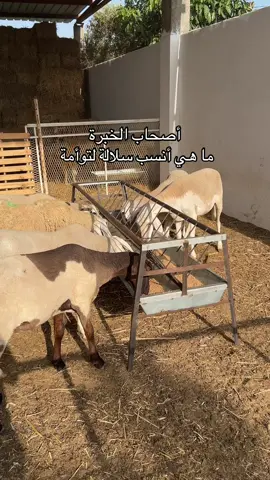 #الجزائر #alg #الصردي #كباش_الجزائر #الدغمة #كباش_عملاقة #الدرعية #كباش #السردي 
