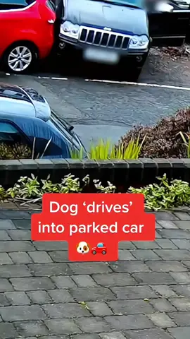 The end 🤣🤣 #pet #cat #dog #cute #animals #foryou #typ