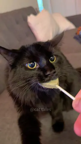 Cat vs catnip #cat #catsoftiktok #funny #pets #funnyvideo #foryou #funnyanimals 