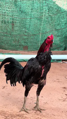 #တိုက်ကြက်ဝါသနာရှင်😍 #ဒီကောင်လေးပြန်မျှပေးမယ်ညီအကို🤘🏾🥰 