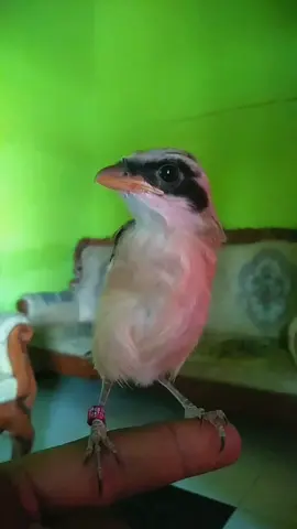 kita bukan orang kaya tpi kita orang senang,salam satu hoby#kicaumania #cms #cendetjatim #fyp 