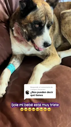 Respuesta a @𝓛𝓪𝔀𝔂𝓮𝓻 𝓢𝓪𝓽𝓾𝓻𝓷𝓸 #olebrandselect #fentysuperbrandday #LIVEIncentiveProgram #LIVERewards #parati🇲🇽Hugo está muy triste 🥺