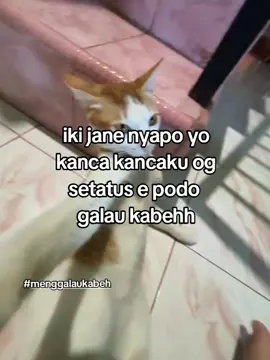 opo aku melok galau ae yo 🗿 #galaubrutal #masukberanda #xcyzba #fyppppppppppppppppppppppp #creatorsearchinsights 