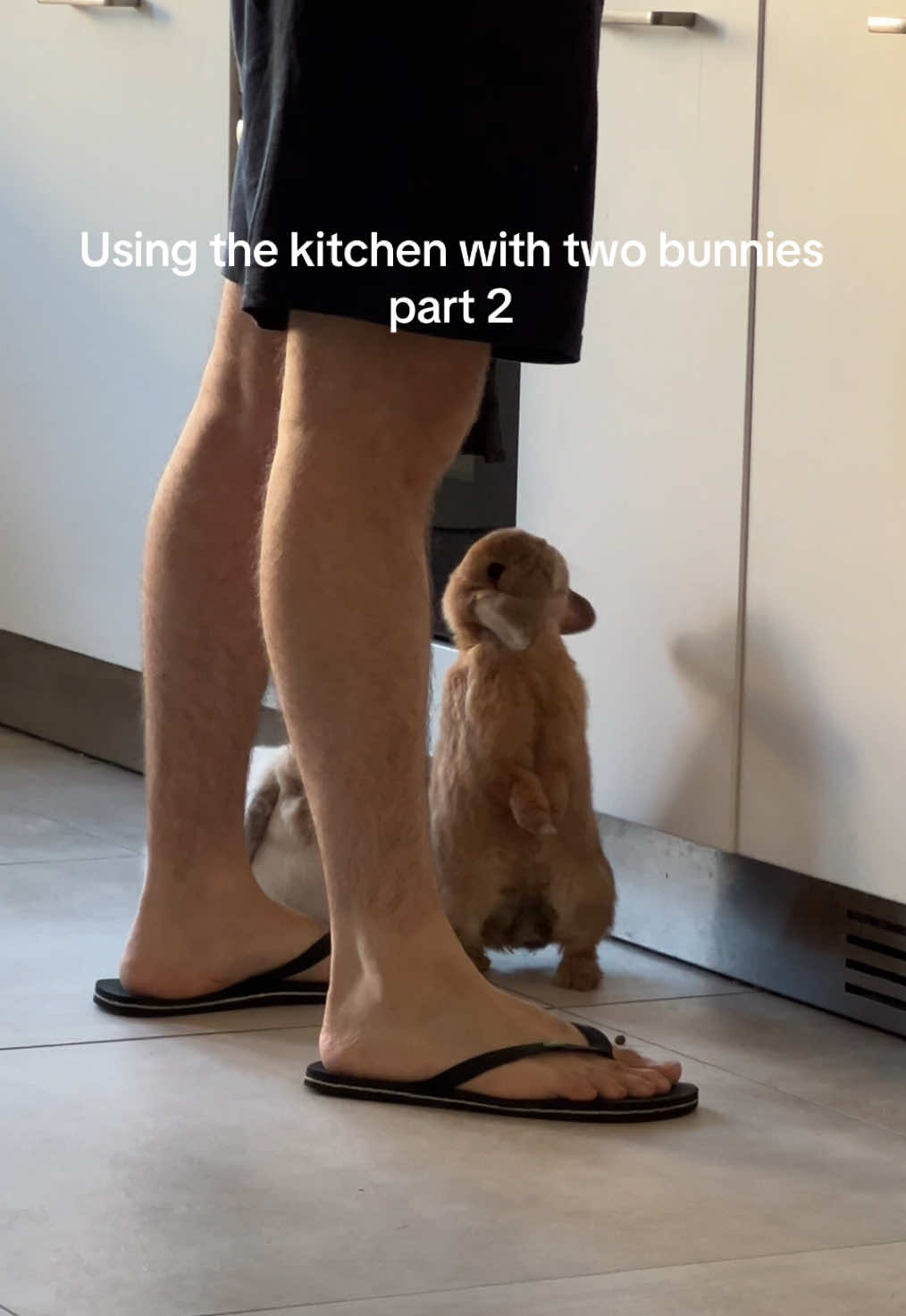 It’s always like this 🥲❤️ #bunny #bondedbunnies