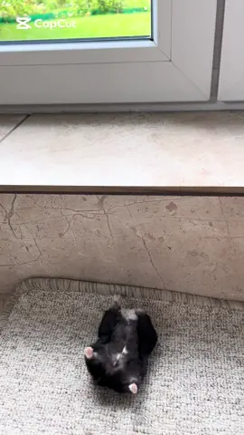 He forgot how to stand up😭#hamster #fall #cute #falling #fyp #slowmo 