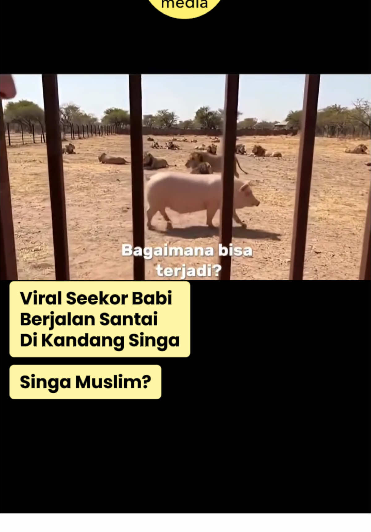 Kejadian unik terjadi di sebuah kandang berisi gerombolan singa. Seekor babi melintas dengan santai tanpa diganggu dan dimangsa. Singa muslim?  #videoviral#beritaviral#infoviral#fyp#videofyp