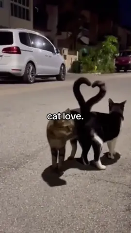 #fyp #PetsOfTikTok #catoftiktok #xcyzba #Love 