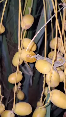 وزغ ياكل من الرطب#onthisday #unfrezzmyaccount #جدة #حب #حايل #حلاوة_اللقاء #حزن #حركة_إكسبلور #حبيبي #حالات #خواطر #خيل_وخياله🐎 #هەولێر_سلێمانی_دەهۆک_ڕانیه_کەرکوک #هاشتاق #هەولێر #هاشتاقات_تيك_توك_العرب #هههههههههههههههههههههههههههههههههههههه #عمان #عبارات #عرب #عراق #عروض #علي #محرم #صلوا_على_رسول_الله #صباح_الخير #صعدو_الفيديو #صلاح_الدين #ضيفوني #طرابلس #طششونيي🔫🥺😹💞 #طرابلس_بنغازي_المرج_البيضاء_درنه_طبرق #طبرق #كوميدي #كرة_قدم #كربلاء #كويت #كريستيانو #كوردستان #مشاهير_تيك_توك #مصر #مالي_خلق_احط_هاشتاقات #مسلسلات #مصر_السعوديه_العراق_فلسطين #نصائح #نجف #ترند #تصميم_فيديوهات🎶🎤🎬 #تونس #تركيا #تونس🇹🇳 #تصميم #تحدي #اكسبلور #الشعب_الصيني_ماله_حل😂😂 #اكسبلورexplore #السعودية #العراق #الرياض #الجزائر #الكويت #لبنان #ليبيا #لايكات #لايك_متابعه_اكسبلور #سوريا #شعر #دويتو #دبي #ديكور #ومتابعه #رمضان_يجمعنا #ذكريات #زواج