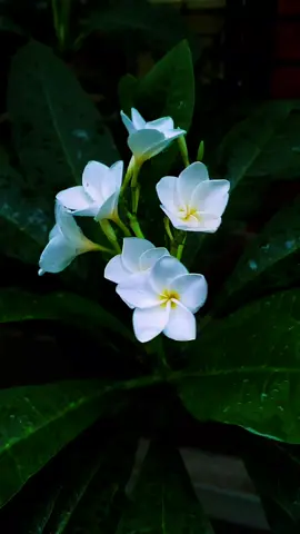 #🌸نور🌸 #🌷🌻ĥømã💖řäïđëšŝ #foryou #foryou #fypシ #fypシ゚viral #foryou #foryou #fypシ゚viral 